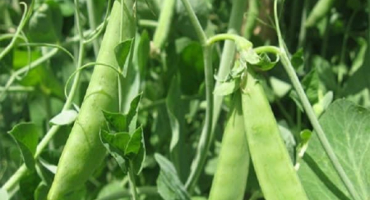 Jak správně zasadit a pěstovat hrách uvnitř a ve skleníku